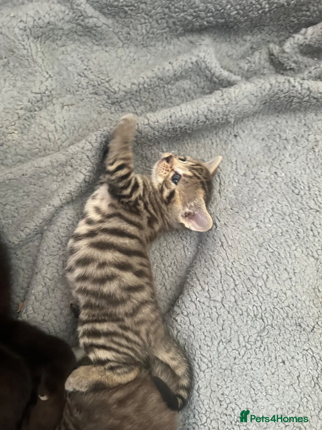 Mixed Breed cats for sale: 3beautiful kittens looking for a new home in Sheffield - Advert 10