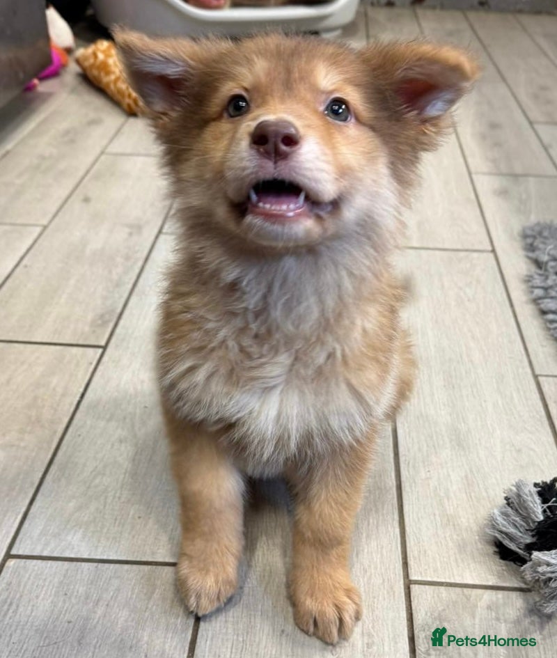 German Shepherd dogs Extensively Health Tested Puppies 🐾 - Advert 6