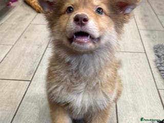 German Shepherd dogs Extensively Health Tested Puppies 🐾 - Advert 4