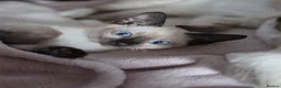 Snowshoe cats for sale: Seal Point Snowshoe kittens - two left - Advert 18