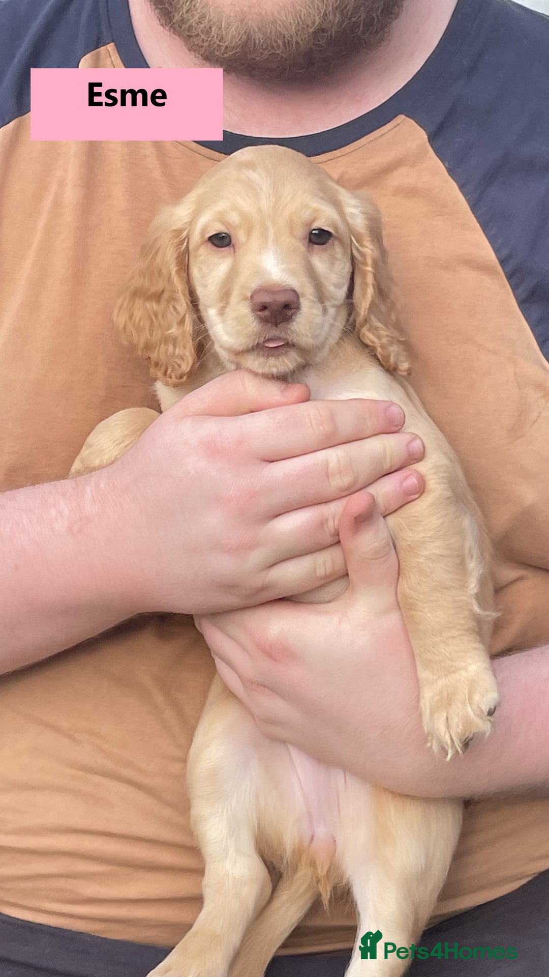 Cocker Spaniel dogs for sale: Stunning Working Cocker Spaniel Puppies - Image 12