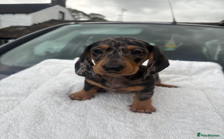 Dachshund dogs - Advert 4