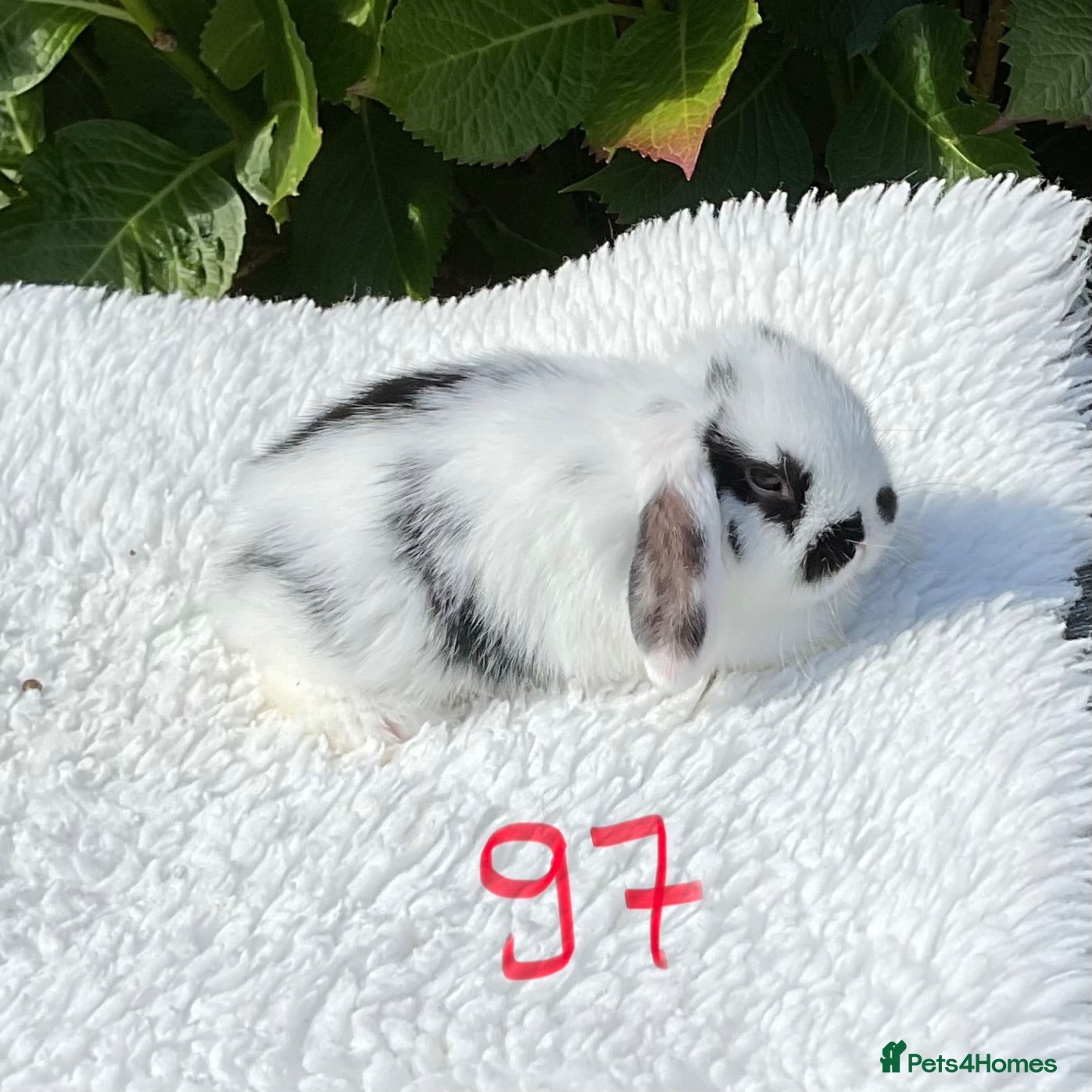 Mini Lop rabbits Pure bred mini lops baby rabbits   - Advert 1