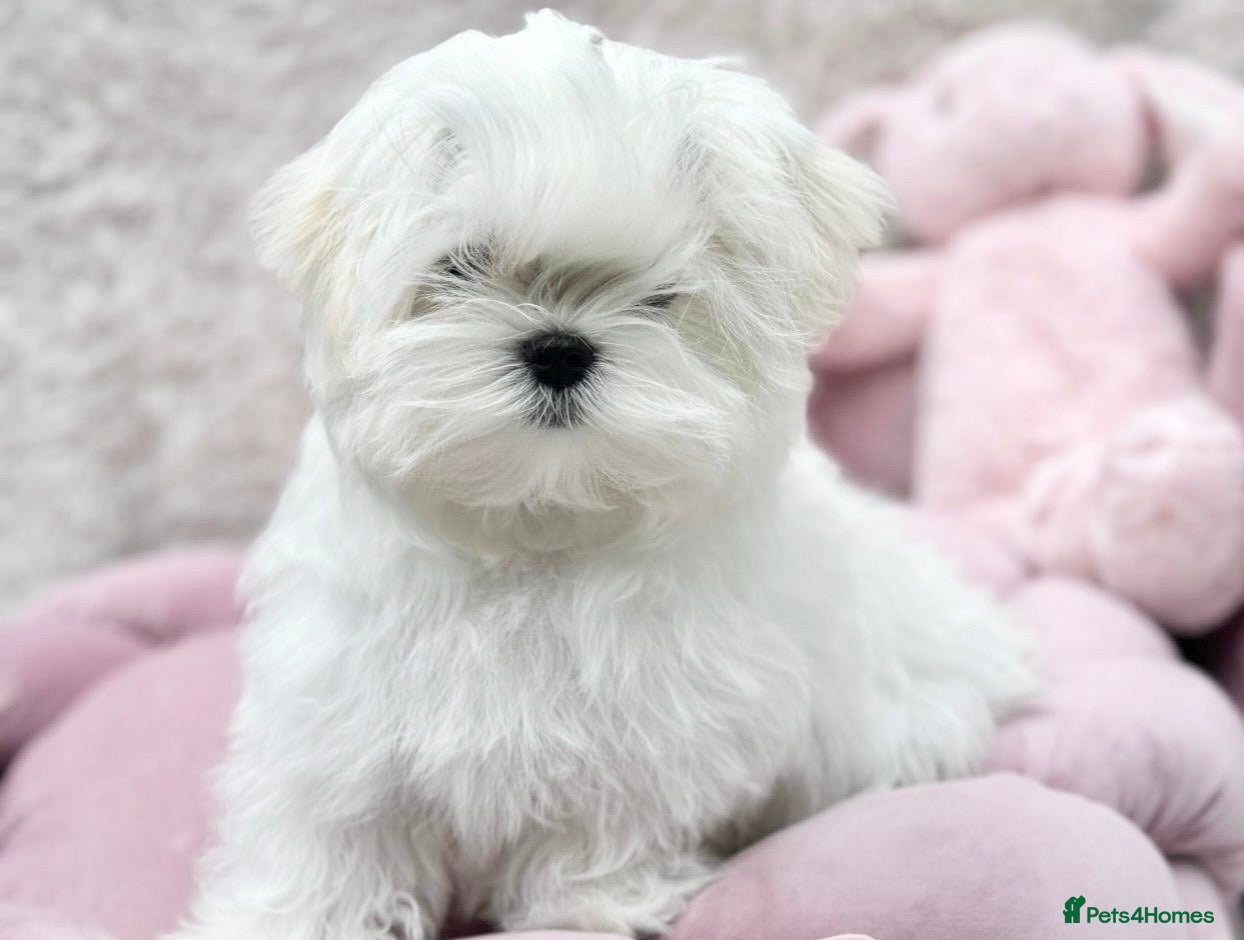 Maltese dogs Ready to Leave Now  Quality Tiny  Maltese  - Advert 10