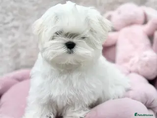 Maltese dogs Ready to Leave Now Quality Tiny Maltese - Advert 10