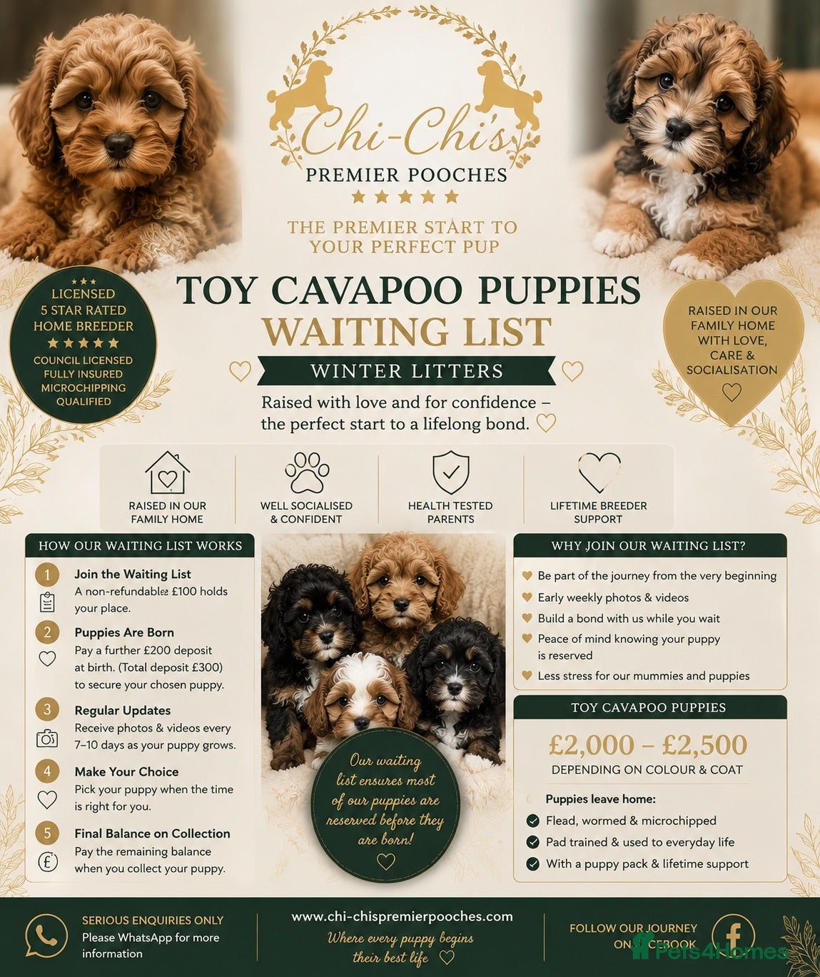 Cavapoo dogs WAITING LIST Toy cavapoo puppies  - Advert 1