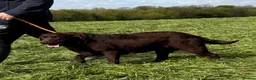 Labrador Retriever dogs for sale: Adult Bitch - Quality KC Chocolate Labrador  - Advert 4
