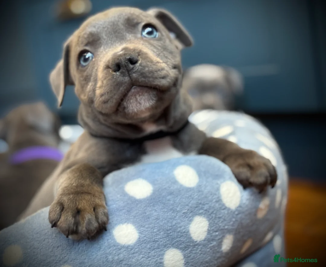 Staffordshire Bull Terrier dogs for sale: ❗️Adorable Staffy Puppies for Sale❗️ - Advert 1