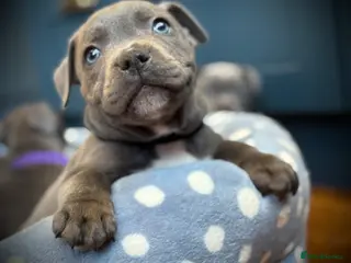 Staffordshire Bull Terrier dogs ❗️Adorable Staffy Puppies for Sale❗️ - Advert 1