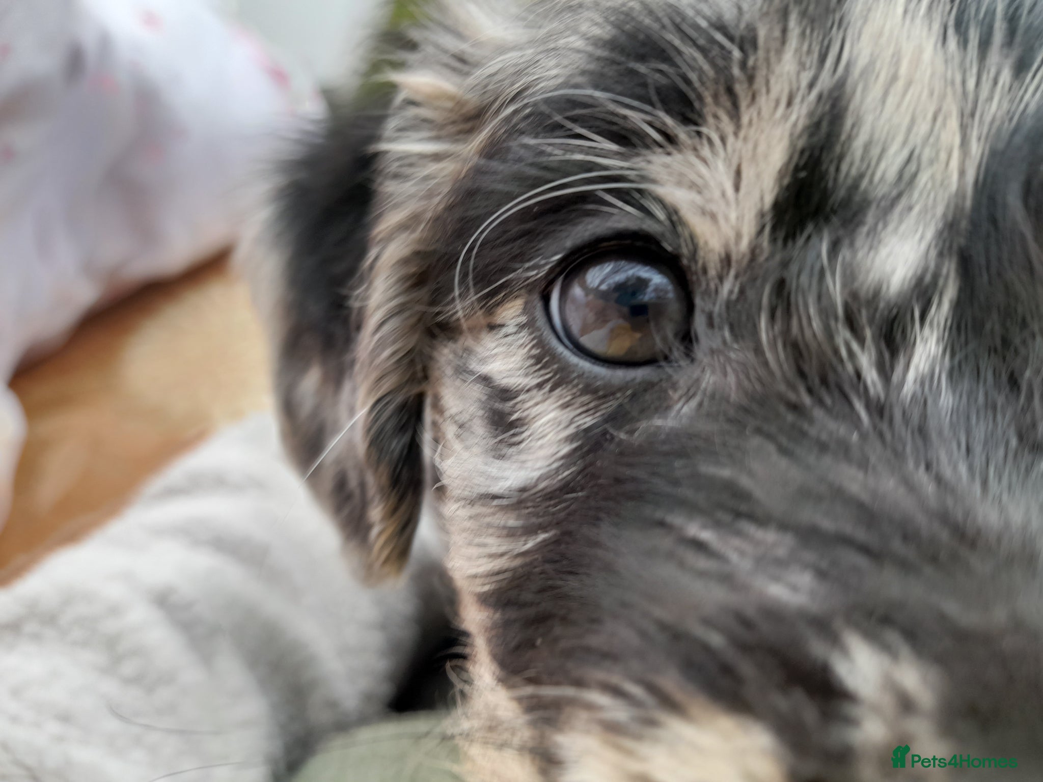 Mixed Breed dogs Beautiful Huntadoodles *Only 3 Remaining* - Advert 1