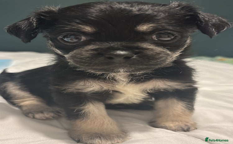 Mixed Breed dogs For sale pug X Bichon frisé puppy’s  - Advert 13