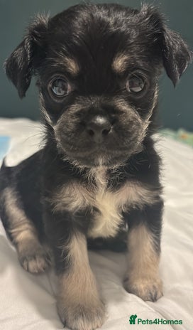 Mixed Breed dogs For sale pug X Bichon frisé puppy’s - Advert 1