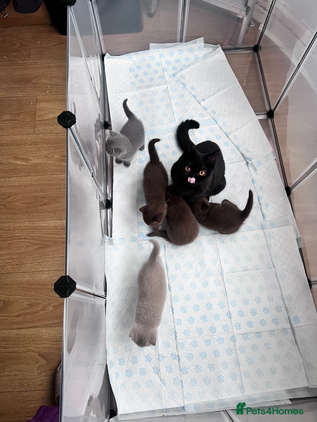 British Shorthair cats for sale: British short hair - Image 4