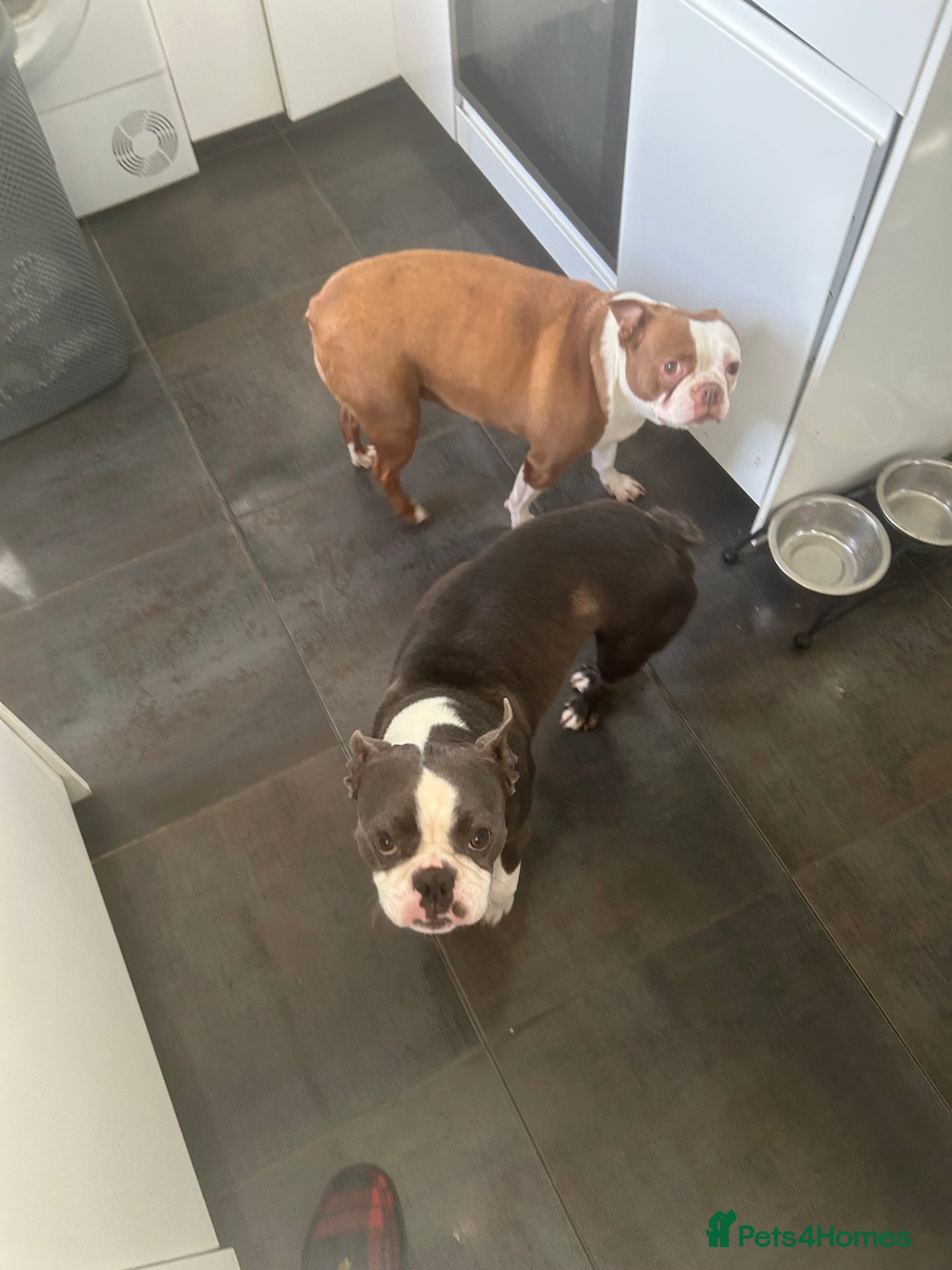 Boston Terrier dogs To Boston terriers looking to get rehomed - Advert 6