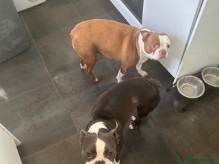 Boston Terrier dogs To Boston terriers looking to get rehomed - Advert 6