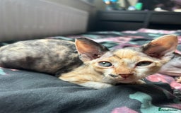 Sphynx cats for sale: 4 female canadian sphynx looking for home - Image 12