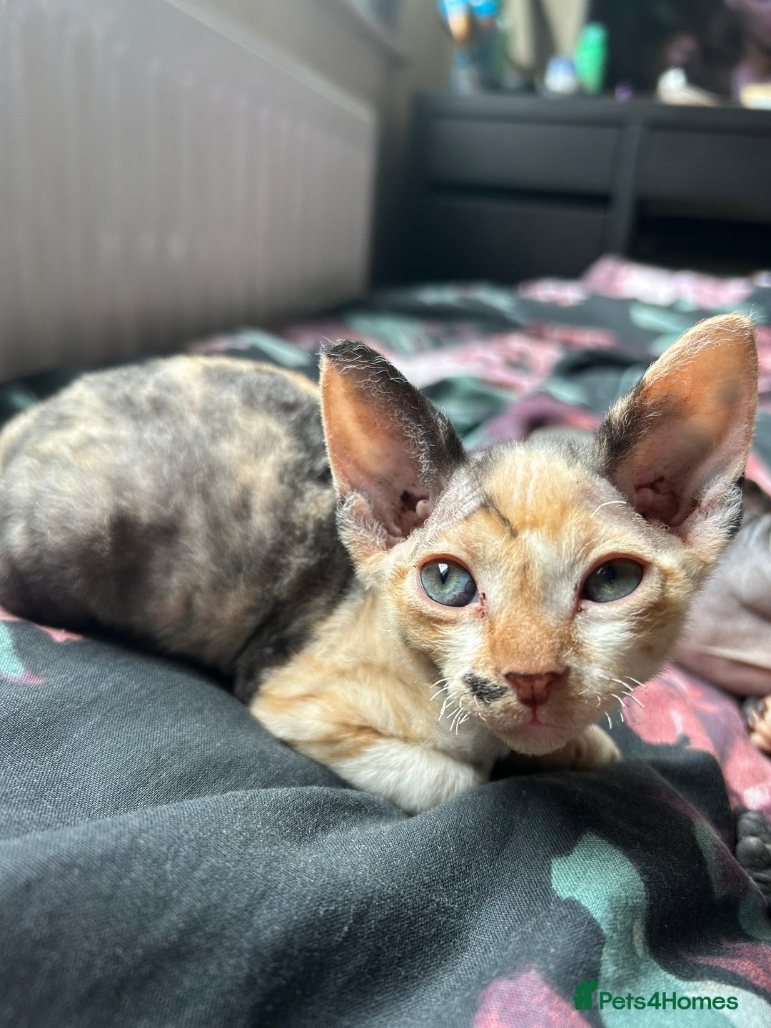 Sphynx cats for sale: 4 female canadian sphynx looking for home - Image 12