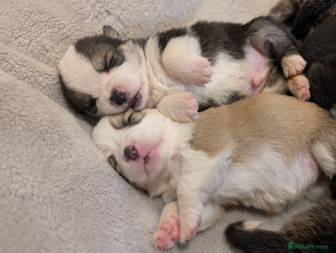Welsh Corgi Pembroke dogs for sale: 9 Stunning Corgis  - Image 9