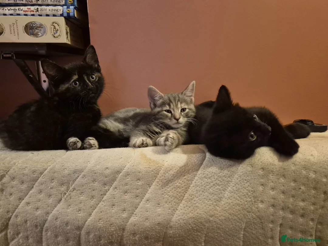 Ragdoll cats for sale: 3 female ragdoll mix priced individually  - Advert 2