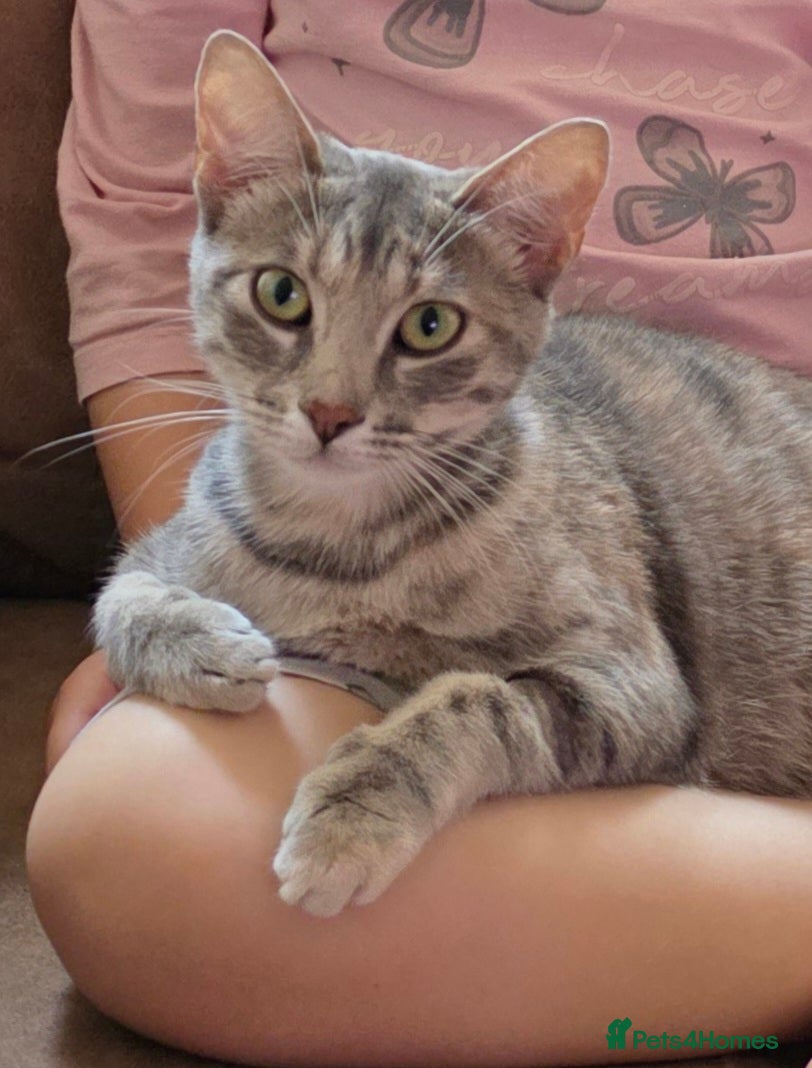 British Shorthair cats Lovely Female Cat For Sale  - Advert 2