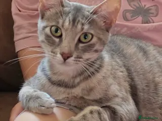 British Shorthair cats Lovely Female Cat For Sale - Advert 2