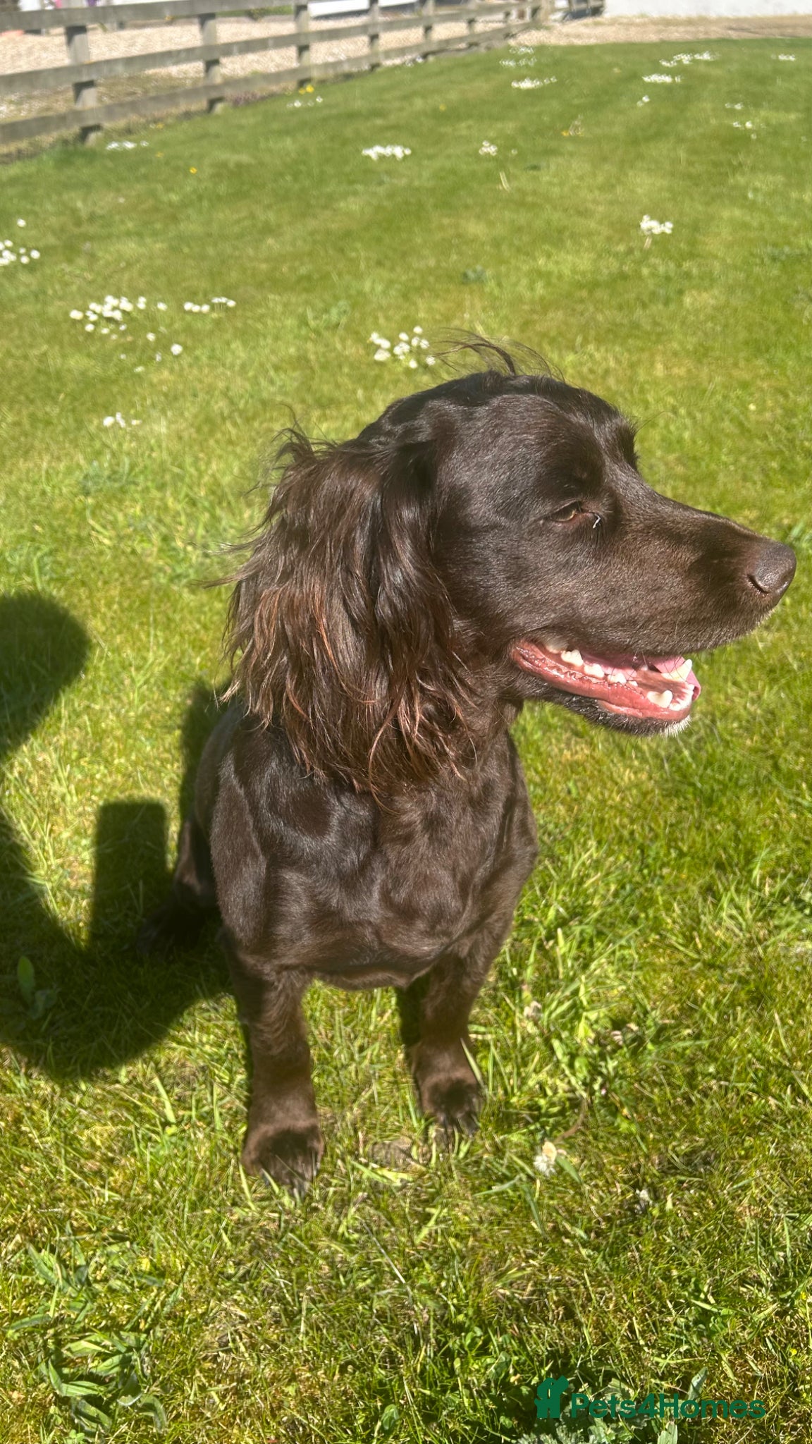 Cocker Spaniel dogs Pet trained Chocolate Cocker spaniel  - Advert 1