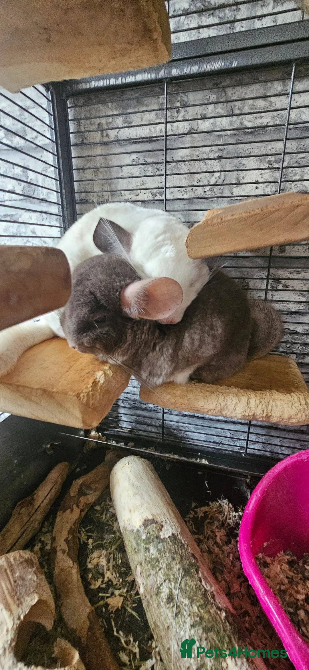 Chinchilla rodents for sale: 2 female chinchillas - Advert 1
