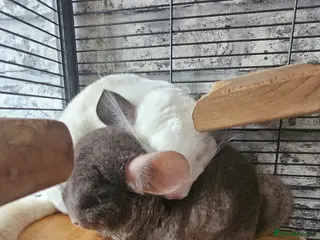 Chinchilla rodents 2 female chinchillas - Advert 3
