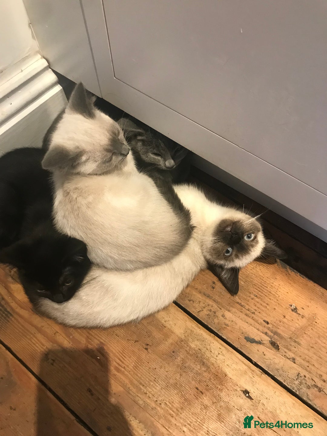 Siamese cats for sale: A litter of 5 beautiful blue eyed Siamese kittens - Image 9