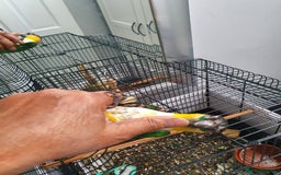 Parrots birds for sale: sold, sold, sold - Image 1