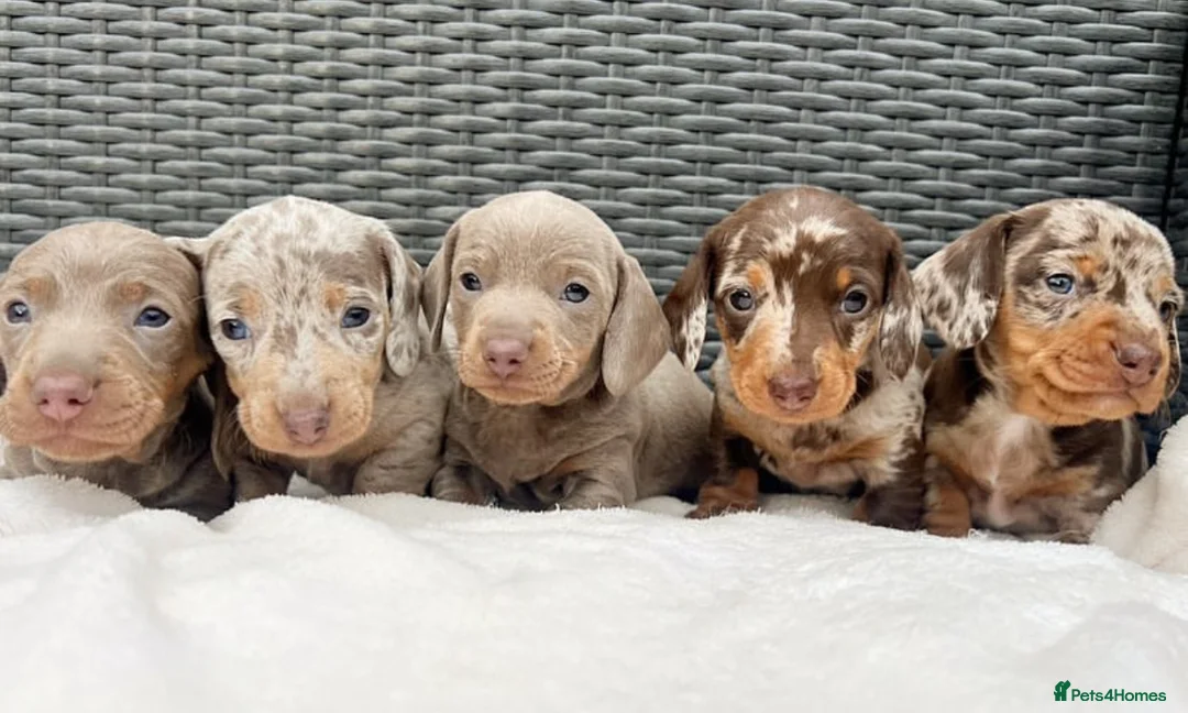 Miniature Dachshund dogs for stud: long haired miniature dachshund in Sunderland - Advert 7