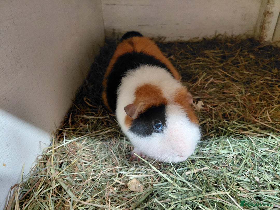 Guinea Pig rodents for sale: Baby Longhaired/ Longhaired Retired Young Adults. - Advert 32