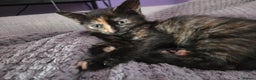 Mixed Breed cats for sale: 3 gorgeous kittens for sale - Advert 3