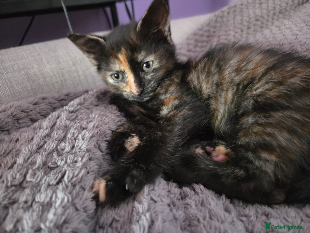 Mixed Breed cats for sale: 3 gorgeous kittens for sale - Advert 3
