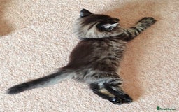 Persian cats for sale: Persian British shorthair mix kittens (SOLD) - Image 9