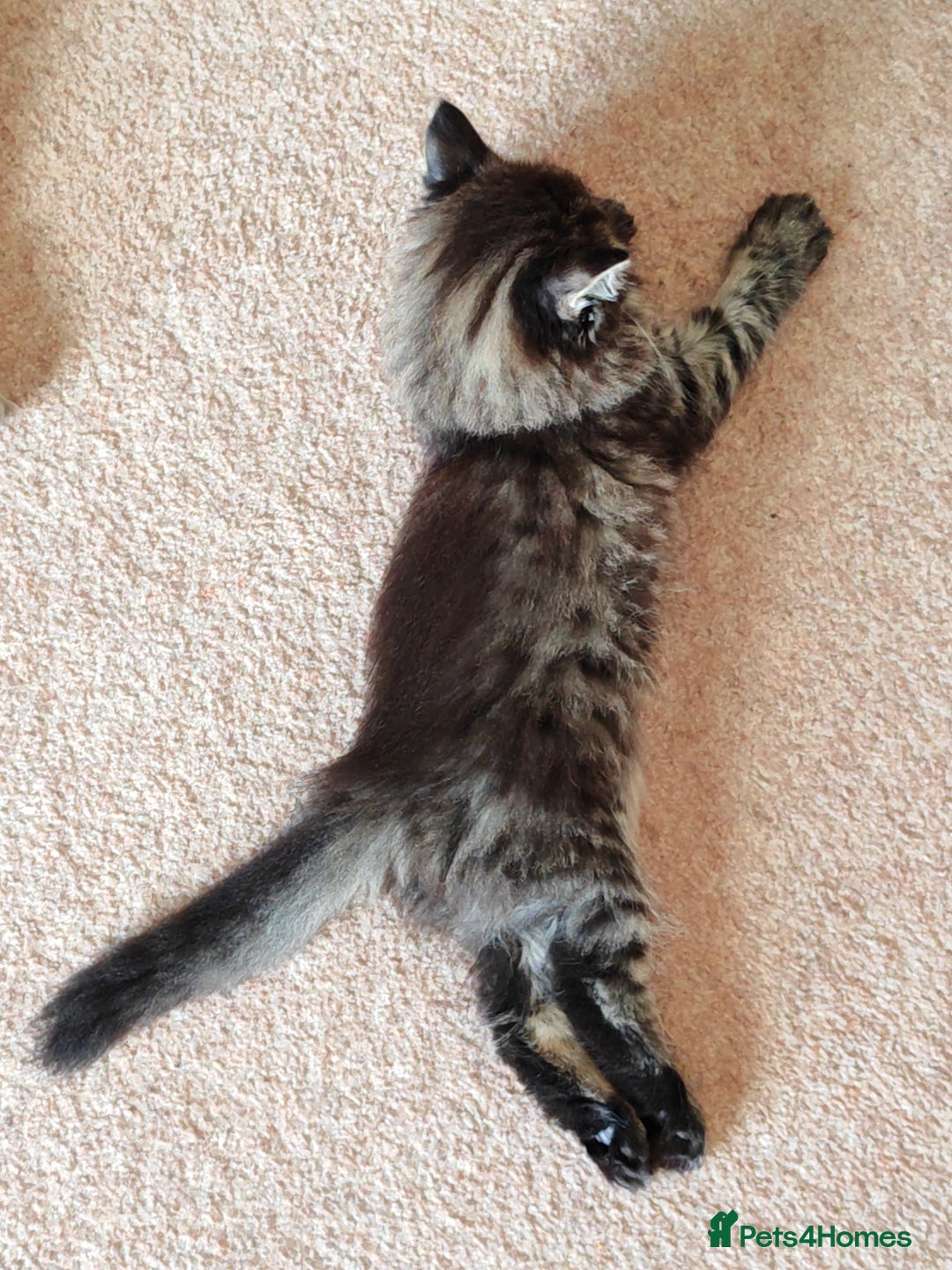 Persian cats for sale: Persian British shorthair mix kittens (SOLD) - Image 9