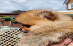 Pomeranian dogs for sale: Beautiful quality pomeranian girl puppies  - Image 2