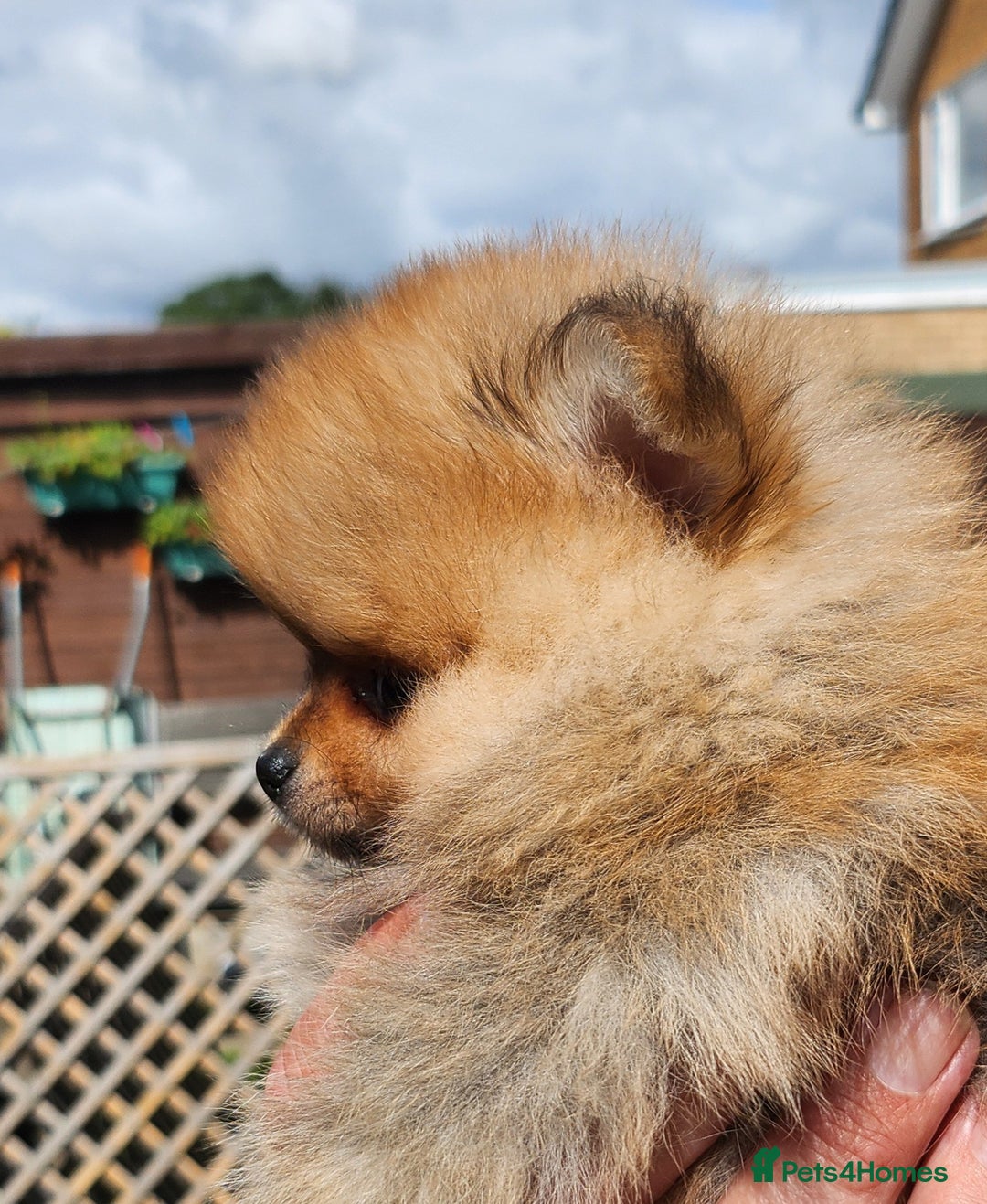 Pomeranian dogs for sale: Beautiful quality pomeranian girl puppies  - Image 2
