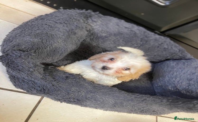 Mixed Breed dogs - Advert 13