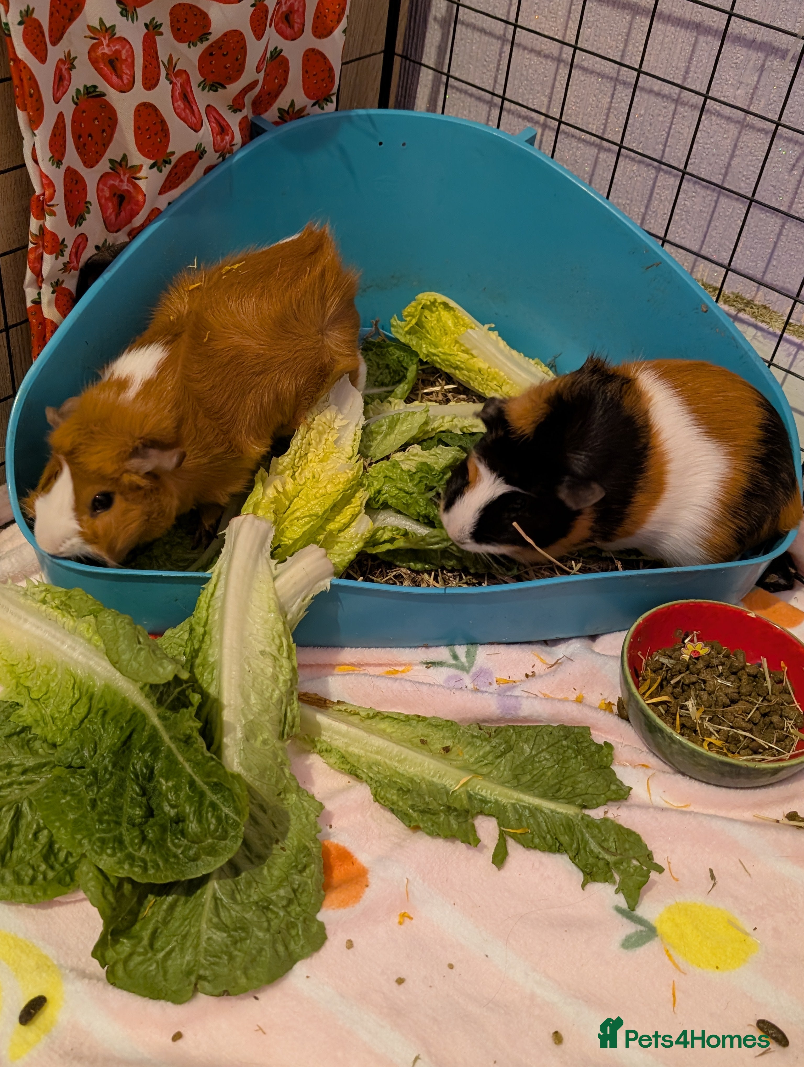 Guinea Pig rodents Two female guinea pigs to rehome together in Brighton - Advert 1
