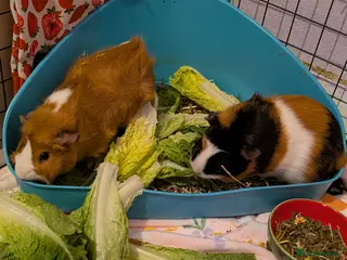 Guinea Pig rodents Two female guinea pigs to rehome together in Brighton - Advert 1