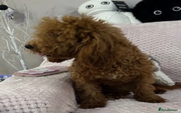 Toy Poodle dogs for sale: Red toy poodle girl - Image 4
