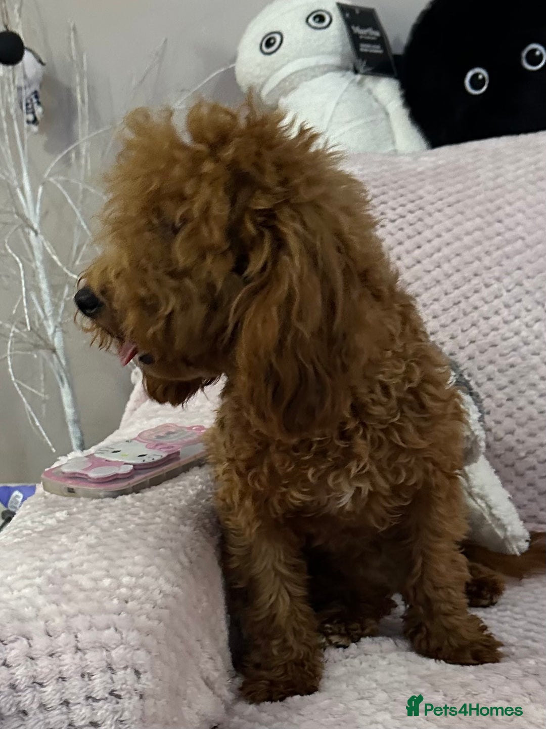 Toy Poodle dogs for sale: Red toy poodle girl - Image 4