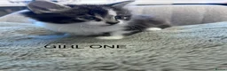 Maine Coon cats for sale: Kittens 7 weeks and ready to leave. 1/2 Maine coon in Eastbourne - Advert 9