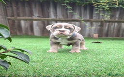 English Bulldog dogs for sale: English Bulldog Puppies  - Advert 14