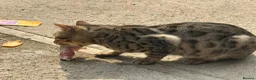 Bengal cats for sale: 4 beautiful Bengal Kittens - Advert 8