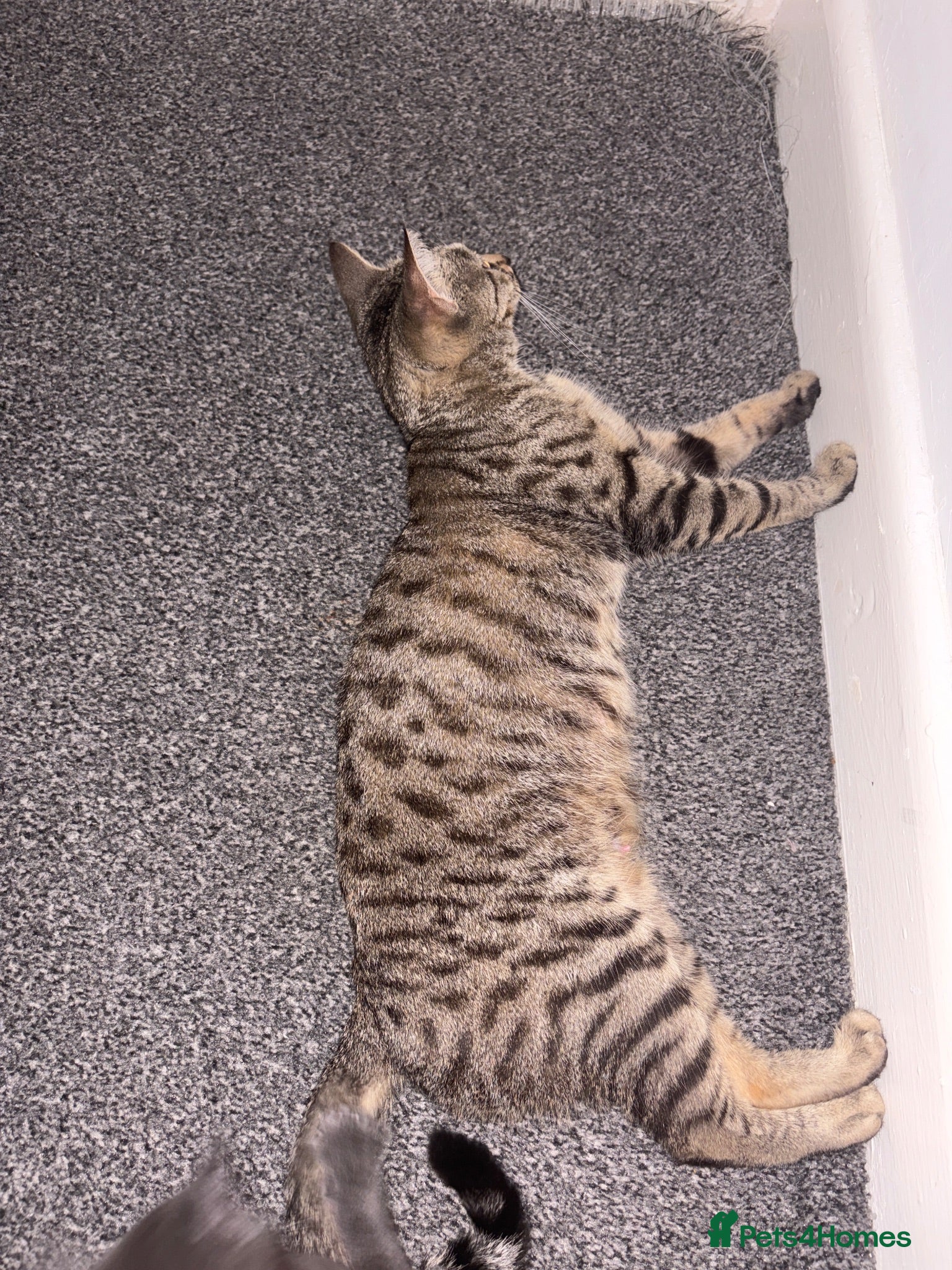 Domestic Shorthair cats 3 tabby kittens - Advert 1