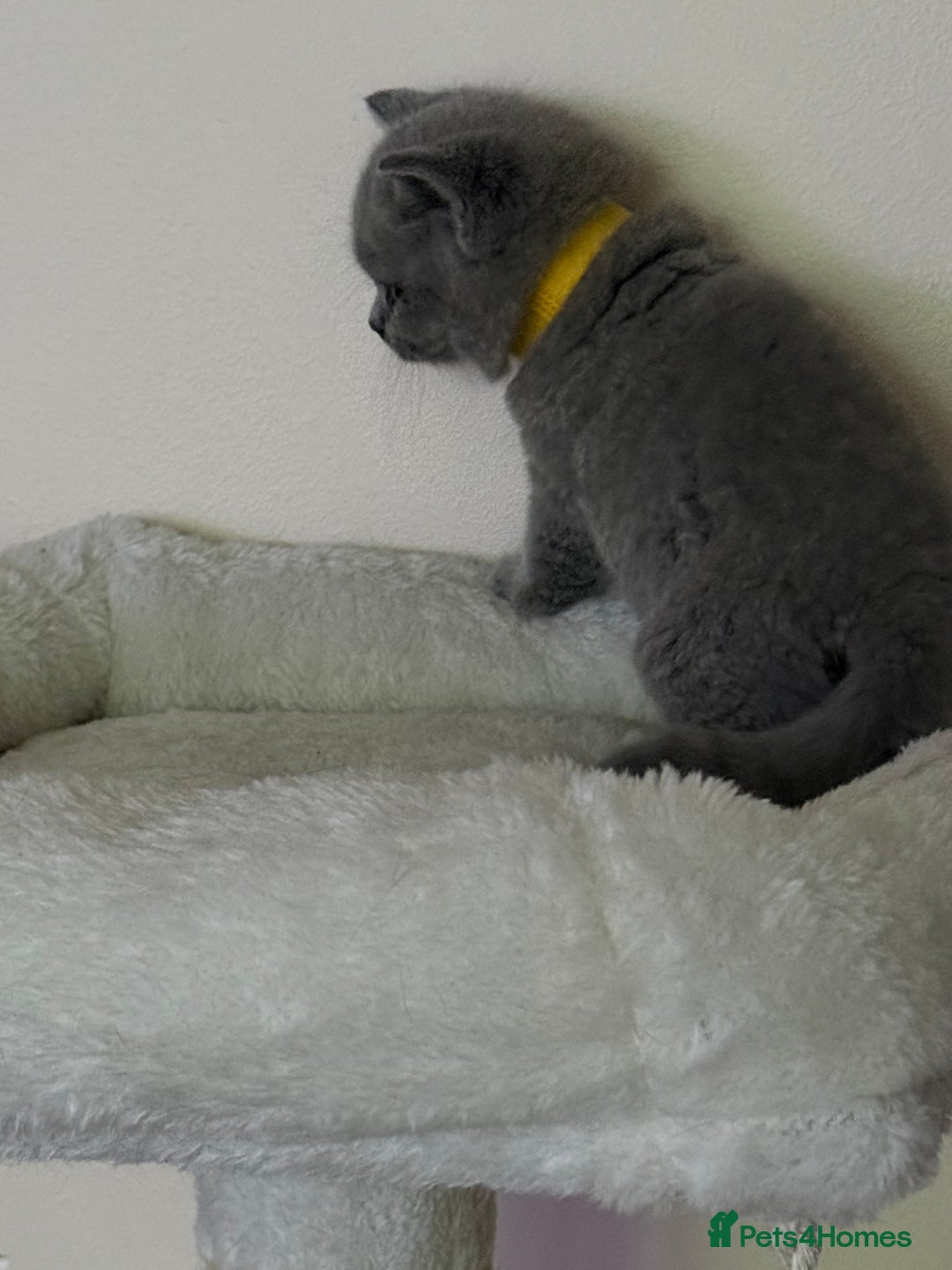 British Shorthair cats for sale: british shorthair kittens  - Advert 6