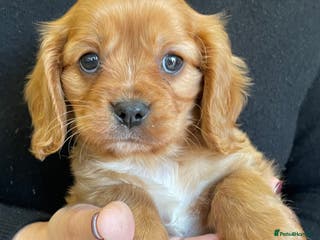 Cavalier King Charles Spaniel dogs ❤️KC REGISTERED HEALTH CLEAR CAVALIER PUPPIES❤️ - Advert 1