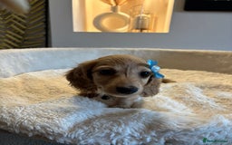 Miniature Dachshund dogs for sale: Long hair cream mini dachshund puppies 30th july in Liverpool - Image 13